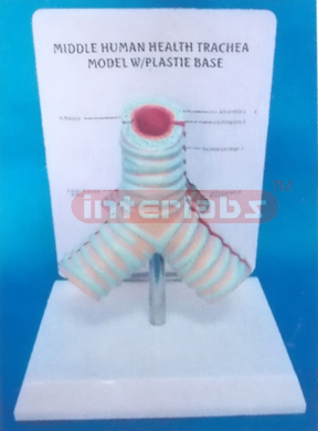 MIDDLE HUMAN HEALTH TRACHEA MODEL WITH PLASTIC BASE